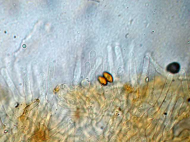 Galerina spec. Cod.: DSCN 5028